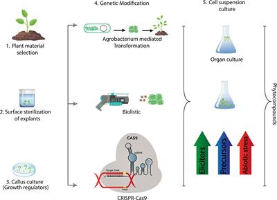 Corrigendum: Plants in vitro propagation with its applications in food, pharmaceuticals and cosmetic industries; current scenario and future approaches